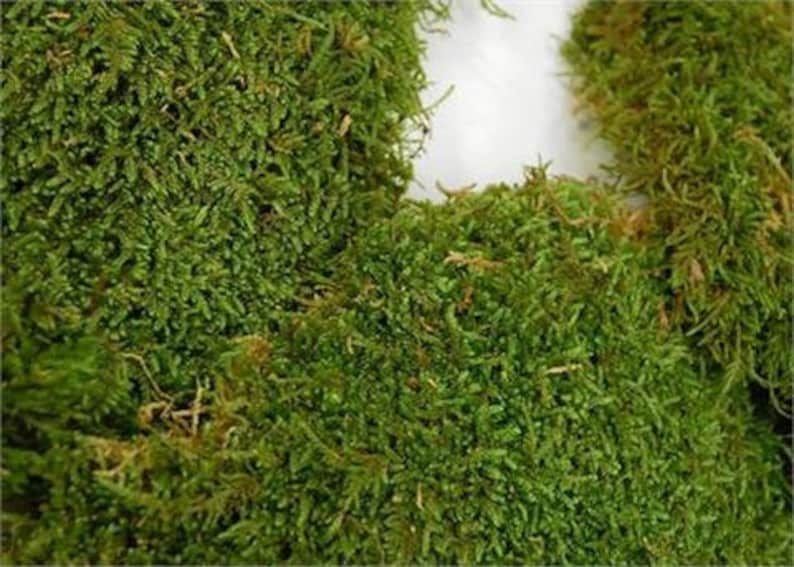 sheet moss download free sheet moss download free