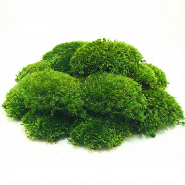 Mood Moss aka Cushion Moss