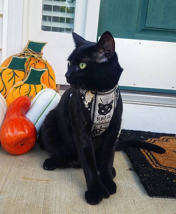 Halloween cat harness deals