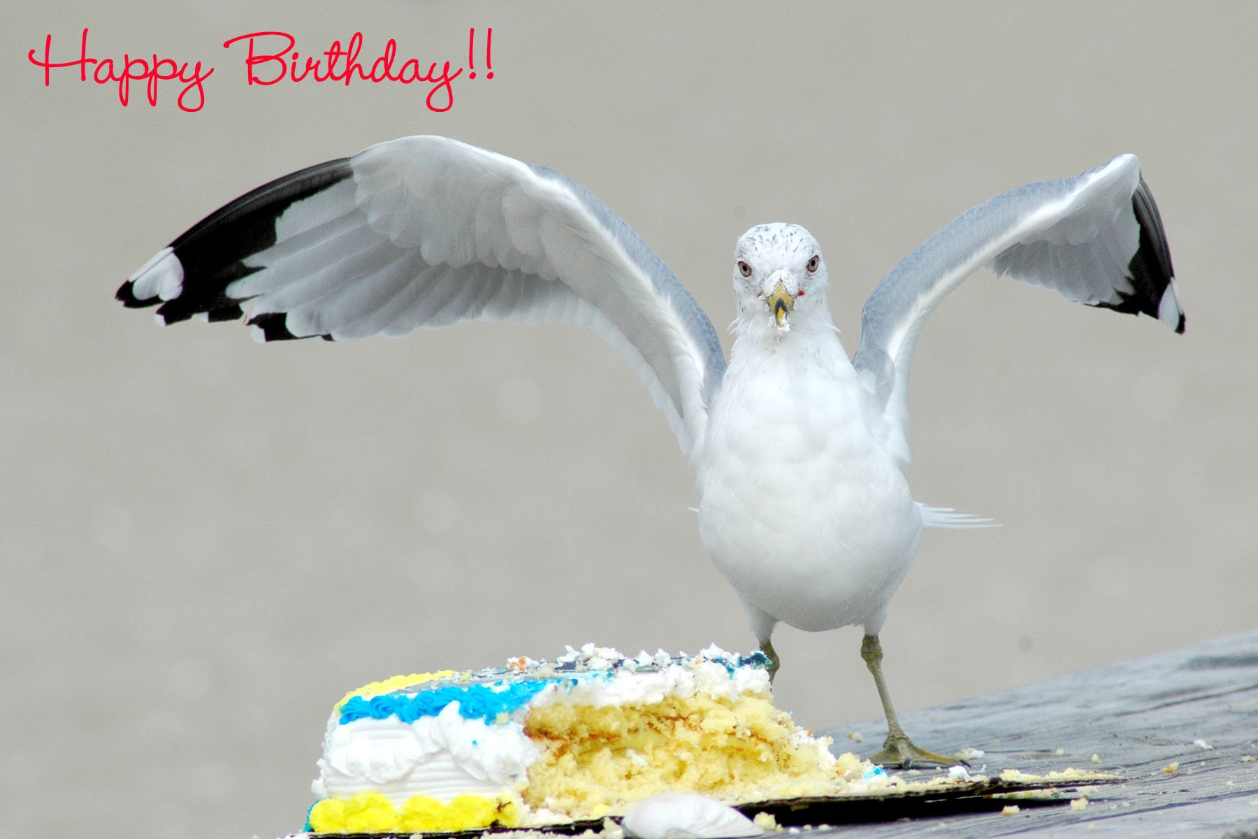 Joyeux Anniversaire Mouette Etsy Joyeux Anniversaire Mouette Etsy