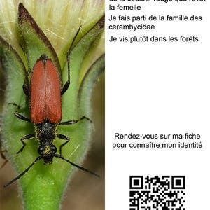 May include: A red and black beetle with long antennae sits on a green stem. The beetle is surrounded by white and pink flower petals. The text "Qui suisje?" is in the background. The text below the beetle reads "Mon nom d'espèce provient de la couleur rouge que revêt la femelle. Je fais parti de la famille des cerambycidae. Je vis plutôt dans les forêts. Rendez-vous sur ma fiche pour connaître mon identité. www.photos-macro.fr"