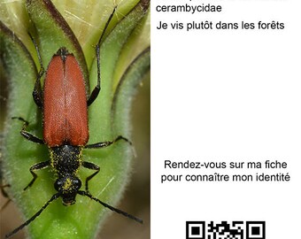 Marque pages sur les insectes