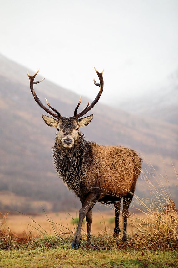 deer and stag