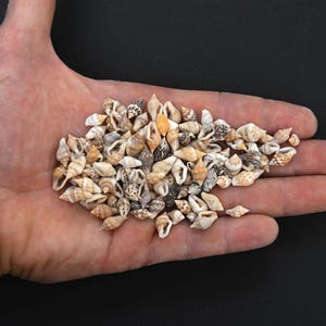 May include: A collection of small, spiralled sea shells in various shades of tan, brown, grey, and white. The shells are conical in shape with textured surfaces and pointed ends, displayed in a cluster to show their size and natural colour variations.