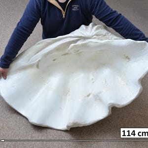 May include: A large, off-white, textured giant clam shell with a scalloped, irregular edge. The shell features a smooth, concave interior and a rough, ridged exterior. It measures 114 cm in width and 80 cm in height as indicated by the labels.
