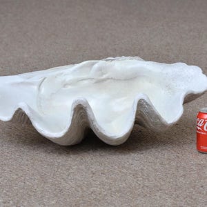May include: A large, off-white clam shell with a textured surface. A red Coca-Cola can is placed next to the shell for scale. The shell has a wavy, irregular shape with multiple curves and ridges, suggesting a natural, organic form.