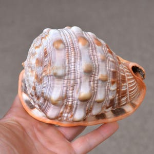 May include: A large, rounded seashell featuring a textured surface with raised, knob-like protrusions. The shell displays a colour palette of creamy white, tan, and deep brown stripes, with a smooth, vibrant orange rim around the opening.