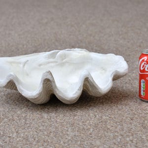 May include: A large, off-white clam shell featuring a smooth, concave interior and a textured, ridged exterior. The shell is positioned next to a standard red Coca-Cola soda can for scale, providing a clear visual reference for its overall size.