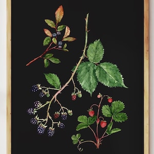 Stampa botanica scura con frutti di bosco. Stampa botanica di frutta. Arte murale con more, fragole e mirtilli. Arte con cibo selvatico del bosco. Regali di raccolta.