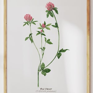Clover Print. Red Clover Botanical Home Decor. Watercolor Wildflower Wall Art. Original Plant Painting