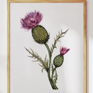 Scottish Thistle Print. Thistle Wildflower Watercolor Painting Wall Art. Botanical Art Home Decor. Scotland Gifts