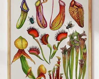 Venus Flytrap Watercolor Print: Carnivorous Plant Botanical Art