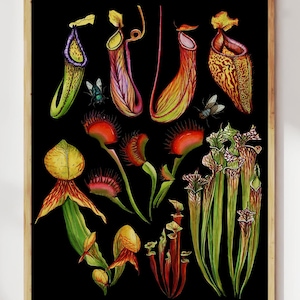 May include: A framed print displaying detailed illustrations of various carnivorous plants, such as pitcher plants and Venus flytraps, set against a black backdrop. The artwork highlights the plants' vibrant colours and intricate features, with some insects depicted.
