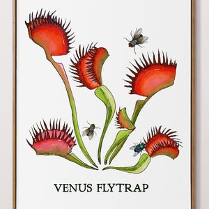 Venus Flytrap Print. Carnivorous Plant Botanical Wall Art. Terrarium Plant Room Decor. Exotic Plant Lover Gift. Venus Fly Trap Painting