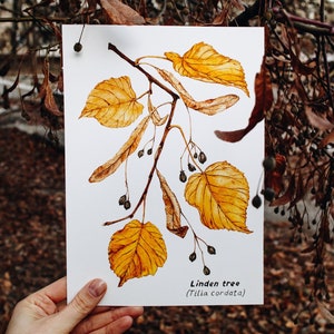 Fall Linden Tree Print: Watercolor Golden Leaves Botanical Art