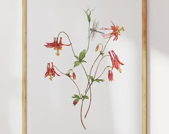 Columbine Print. Watercolor Botanical Wall Art. Wildflower Painting