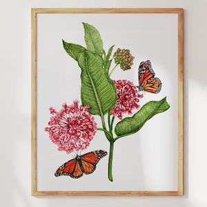 Monarch Butterfly Milkweed Print: Botanical Watercolor Painting