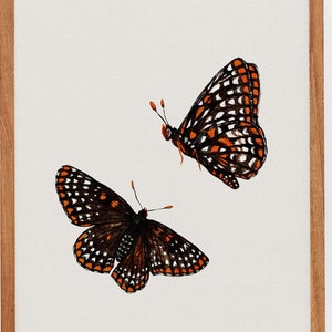 Baltimore Checkerspot Butterfly Print. Watercolor Butterfly Painting Wall Art. Insects Home Decor