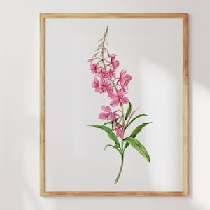 Weidenröschen Druck. Weidenröschen Malerei Aquarell Botanische Wandkunst. Rosa Blumen Dekor. Weidenröschen Blumenkunst. Sommer Berg Wildblumen Kunst