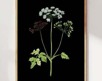 Poison Hemlock Botanical Print, Witchy Home Decor