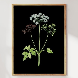 Poison Hemlock dark botanical print. Poisonous plants wall art. Witchy prints, witchy plants art. Halloween decor-poison garden