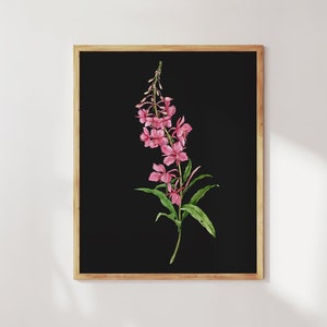 Fireweed Print. Willowherb Wildflower Wall Art. Pink Alaska Wildflower Botanical Painting. Original Watercolor Flower Prints