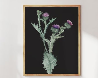 Thistle dark botanical art print. Herbalism wall art. Herbal apothecary decor. Dark floral print. Blooming thistles painting. Cotton thistle