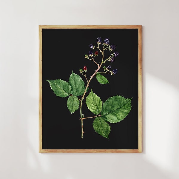 Wild blackberry dark botanical print. Botanical fruit print. Pacific Blackberry wall art. Wild food foraging artwork. Forager gift