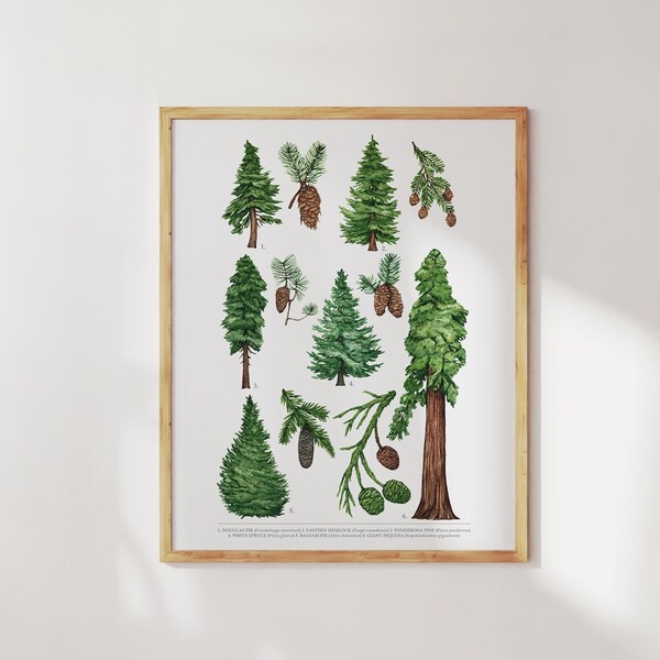 Hemlock Tree Cones - Etsy