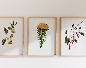 Herbalist Plant Prints: Ashwagandha, Rhodiola, Schisandra. Watercolor Botanical Art Set of 3