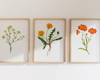 Herbalist Flower Prints: Chamomile, Dandelion, Calendula. Botanical Art Set of 3