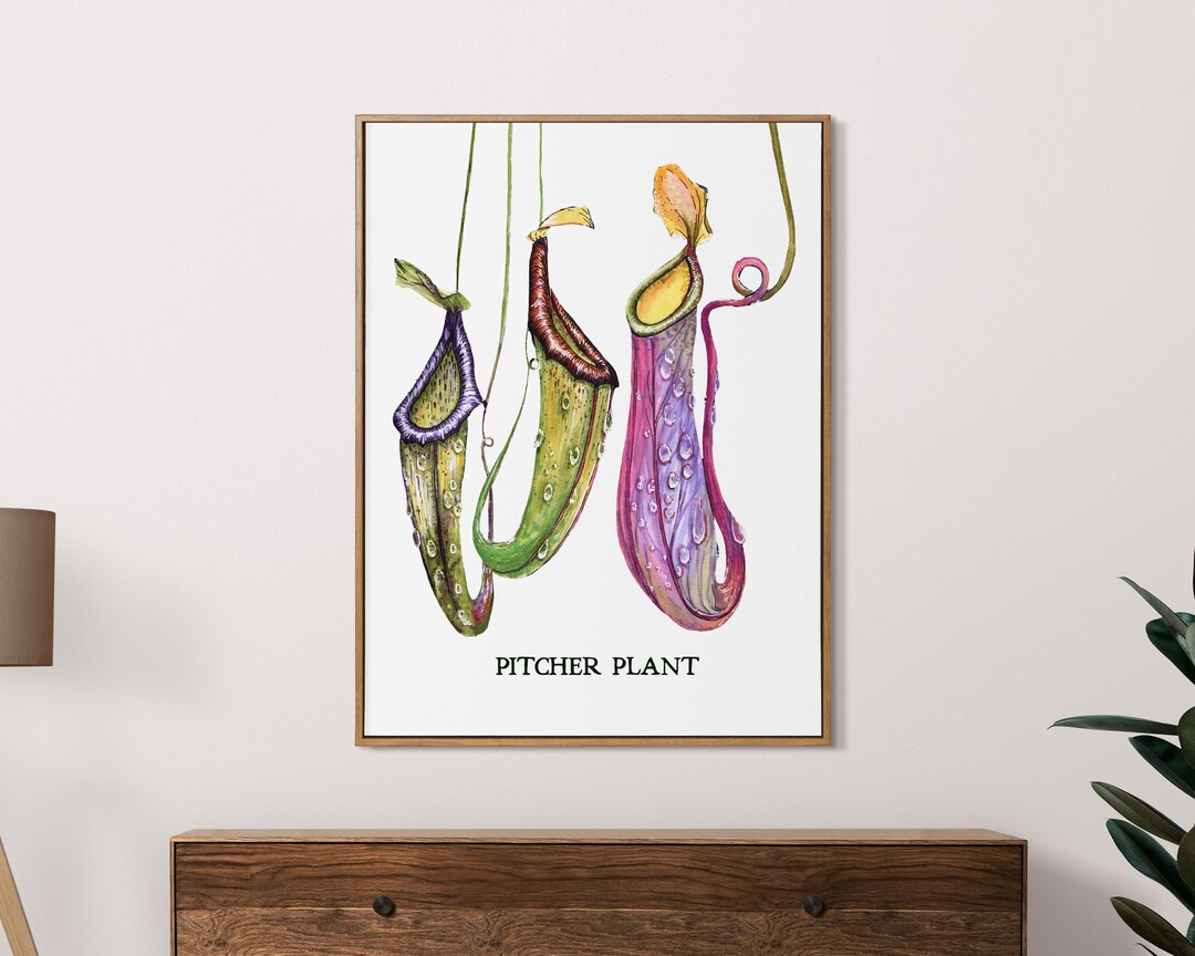 Pitcher Plant Art Print: Botanical Watercolor Painting, Carnivorous ...