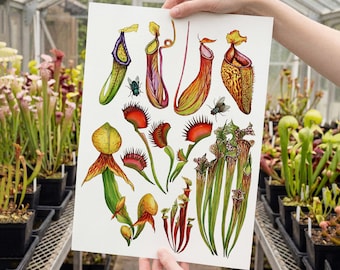 Venus Flytrap Watercolor Print: Carnivorous Plant Botanical Art