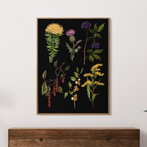 May include: A botanical illustration featuring various plants and flowers on a black background. The illustration includes a yellow flower, a purple thistle, a cluster of black berries, a red berry branch, and a yellow flower with green leaves.