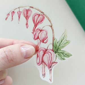 Op de afbeelding: Een doorzichtige sticker met een aquarel illustratie van een bloedend hart bloem. De bloem heeft roze hartvormige bloemblaadjes en een groen blad. De sticker wordt door een hand tegen een witte achtergrond gehouden.