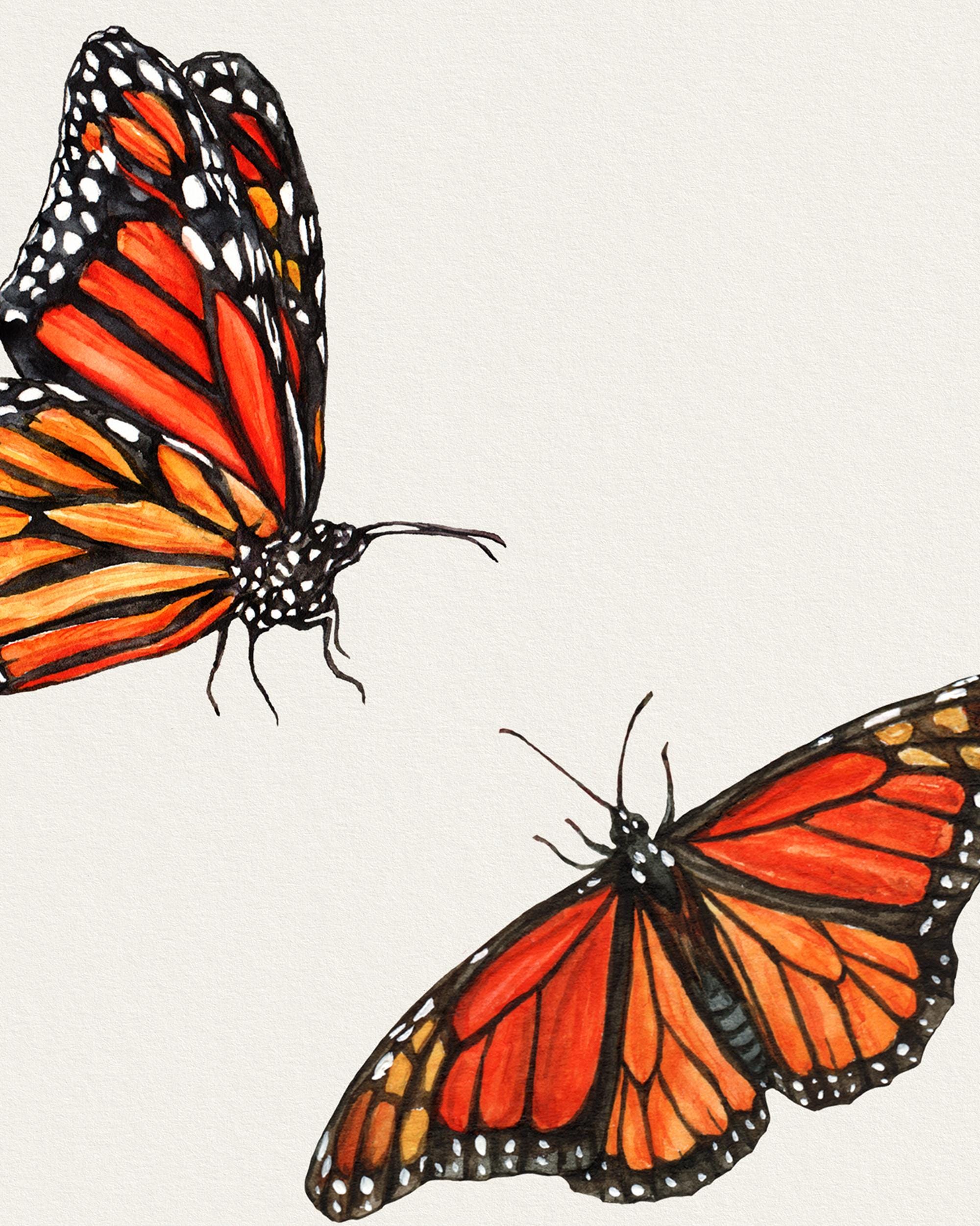 Monarch Butterfly Art Print: Watercolor Insect Botanical Artwork - Etsy