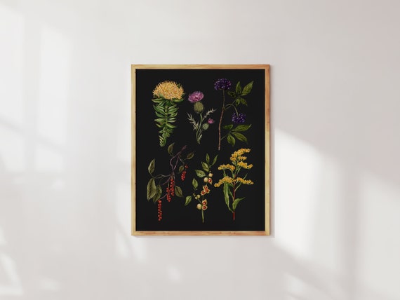 Medicinal Plant Art Print: Herbal Apothecary Decor. Botanical Illustration