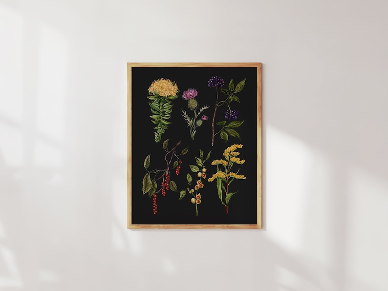 Medicinal Plant Art Print: Herbal Apothecary Decor. Botanical Illustration image 1