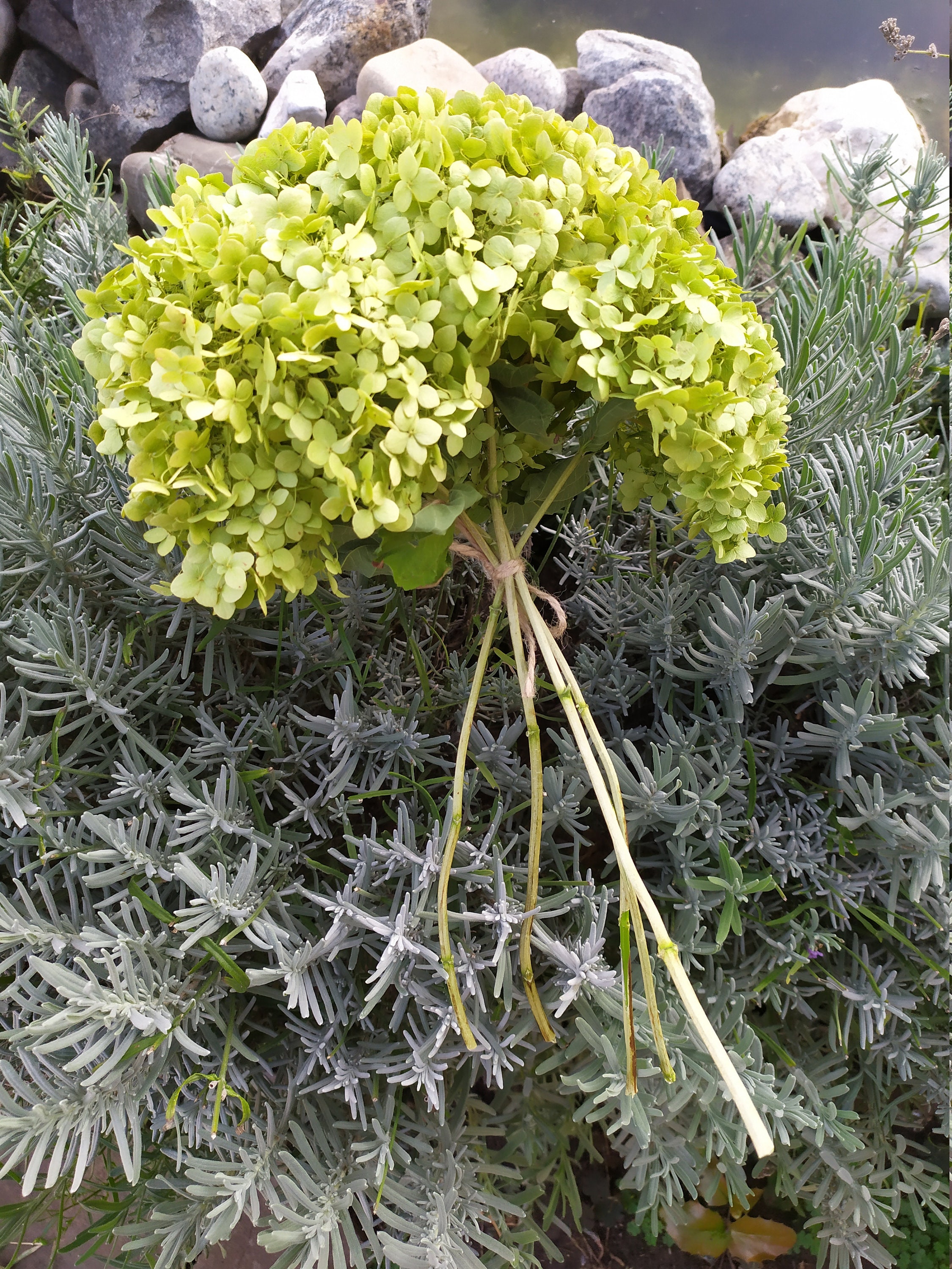 Dried Hydrangea Flowers. Rustic Bouquet of 5 Stems. Home Etsy