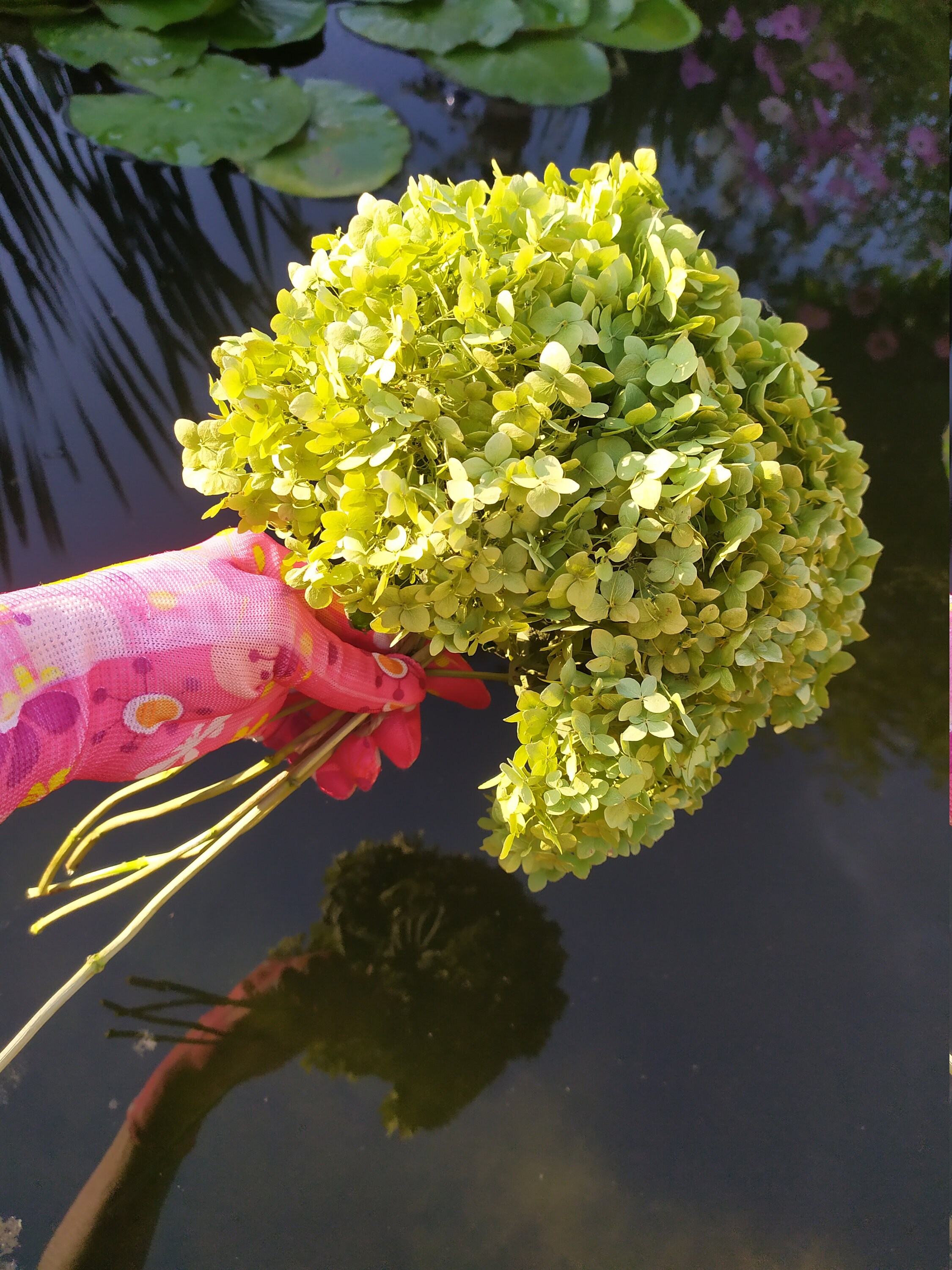 Dried Hydrangea Flowers. Rustic Bouquet of 5 Stems. Home Etsy