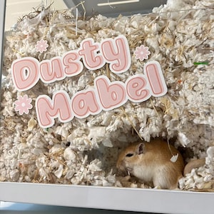 May include: A small, tan gerbil called "Dusty Mabel" is nestled in white and brown bedding material inside a clear plastic cage.