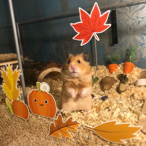 Fall Decorations For Hamster Cage preview