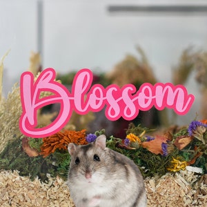 May include: A small, grey hamster in a glass enclosure. The word "Blossom" is written in pink script. The enclosure contains wood shavings, dried flowers, and moss.