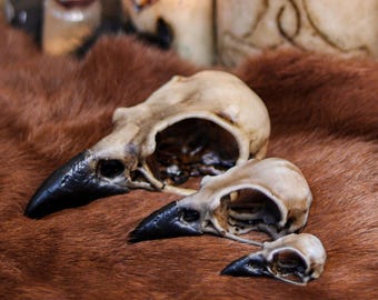 Realistic Crow Skull Replica Faux Bone Resin Raven Gothic Decor 3 Sizes Taxidermy Bird Jewelry Craft LARP Prop Cosplay Witch Altar Oddities