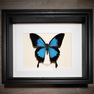 Papilio Ulysses Ulysses