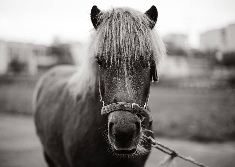 Schwarz und weiß-Pony, Fototapete, abnehmbare Wand Tapete, schälen und Stick, Vlies, Wand Wandbild, Wand-Aufkleber-Wand-Wandbild, Pferd, W #40 Schwarz und weiß-Pony, Fototapete, abnehmbare Wand Tapete, schälen und Stick, Vlies, Wand Wandbild, Wand-Aufkleber-Wand-Wandbild, Pferd, W #40