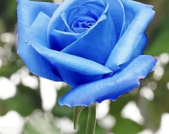 blue rose etsy