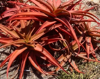 red succulents etsy