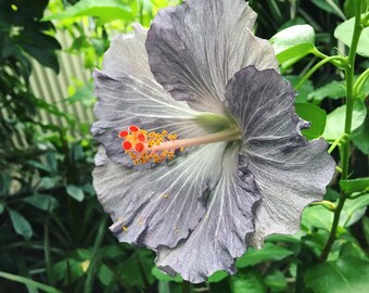 Hibiscus seeds | Etsy Hibiscus seeds | Etsy