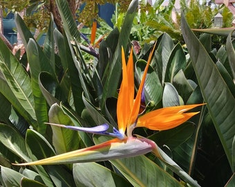 birds of paradise etsy